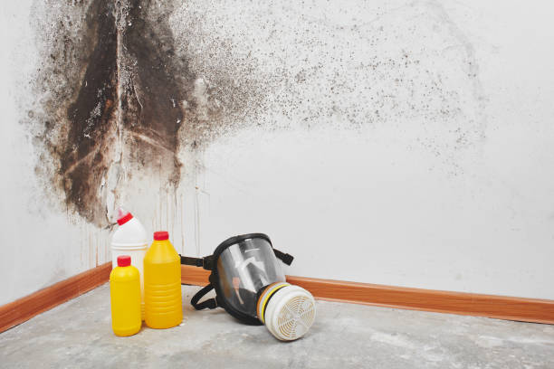 Best Mold Removal Company Near Me  in Angels, CA