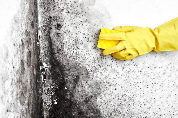 Angels, CA Mold Removal Company