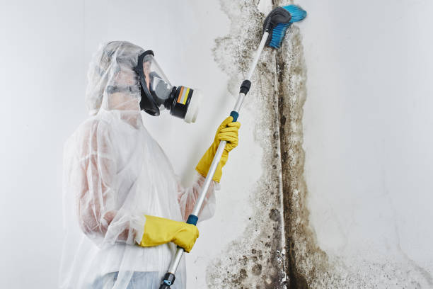 Best Residential Mold Removal  in Angels, CA