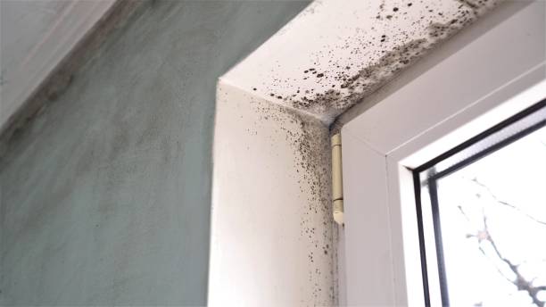 Best Mold Cleaning Services  in Angels, CA