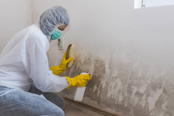 Best Mold Damage Repair  in Angels, CA