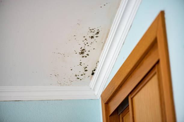 Best Mold Removal Company Near Me  in Angels, CA