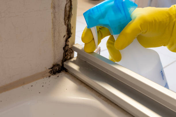 Best Best Mold Removal Companies  in Angels, CA