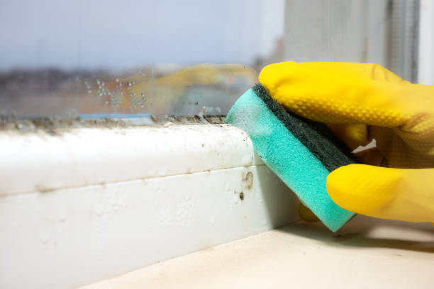 Best Office Mold Removal Services  in Angels, CA
