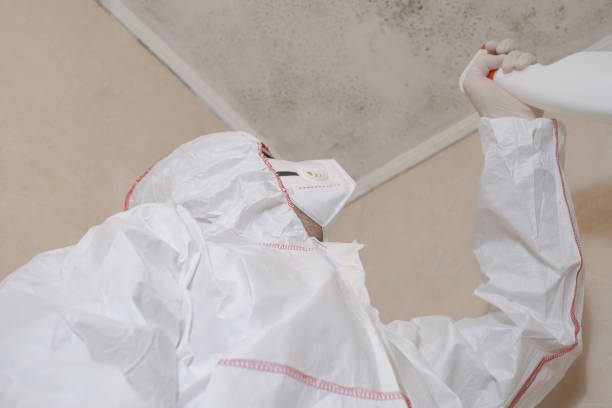 Best Mold Removal Near Me  in Angels, CA