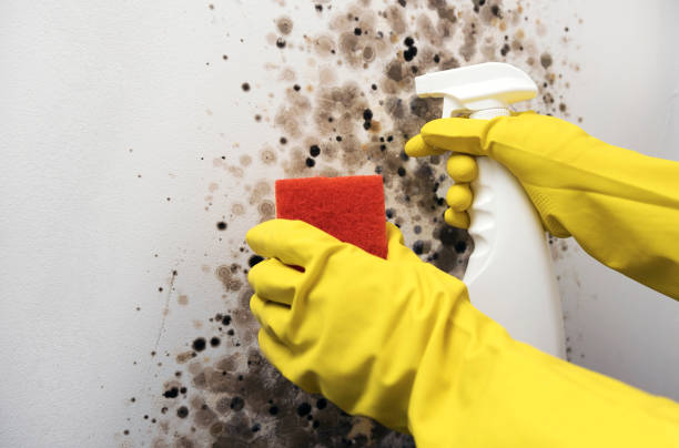 Best Attic Mold Removal  in Angels, CA