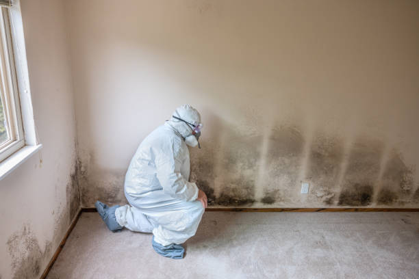 Best Commercial Mold Removal  in Angels, CA