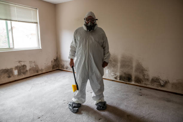 Best Mold Remediation  in Angels, CA