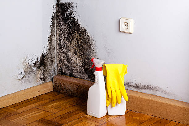 Best Office Mold Removal Services  in Angels, CA