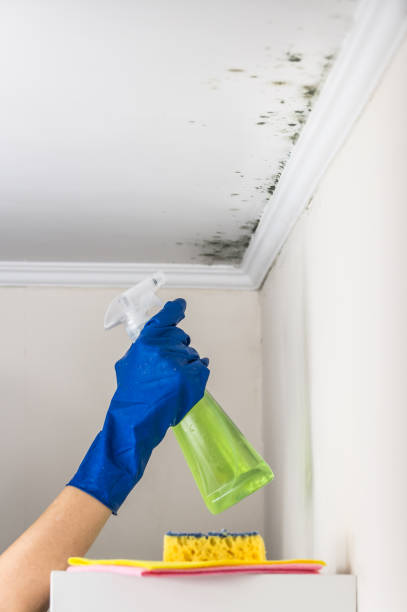 Crawl Space Mold Removal in Angels, CA